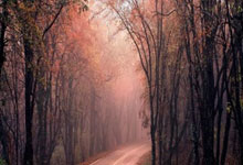 快船续约主力前锋尼克-巴图姆